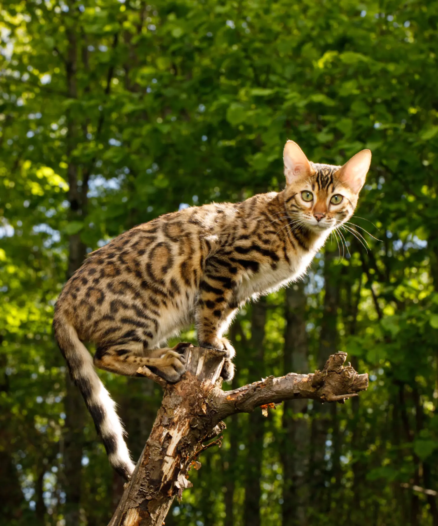 Bengal kitten for sale - in nature