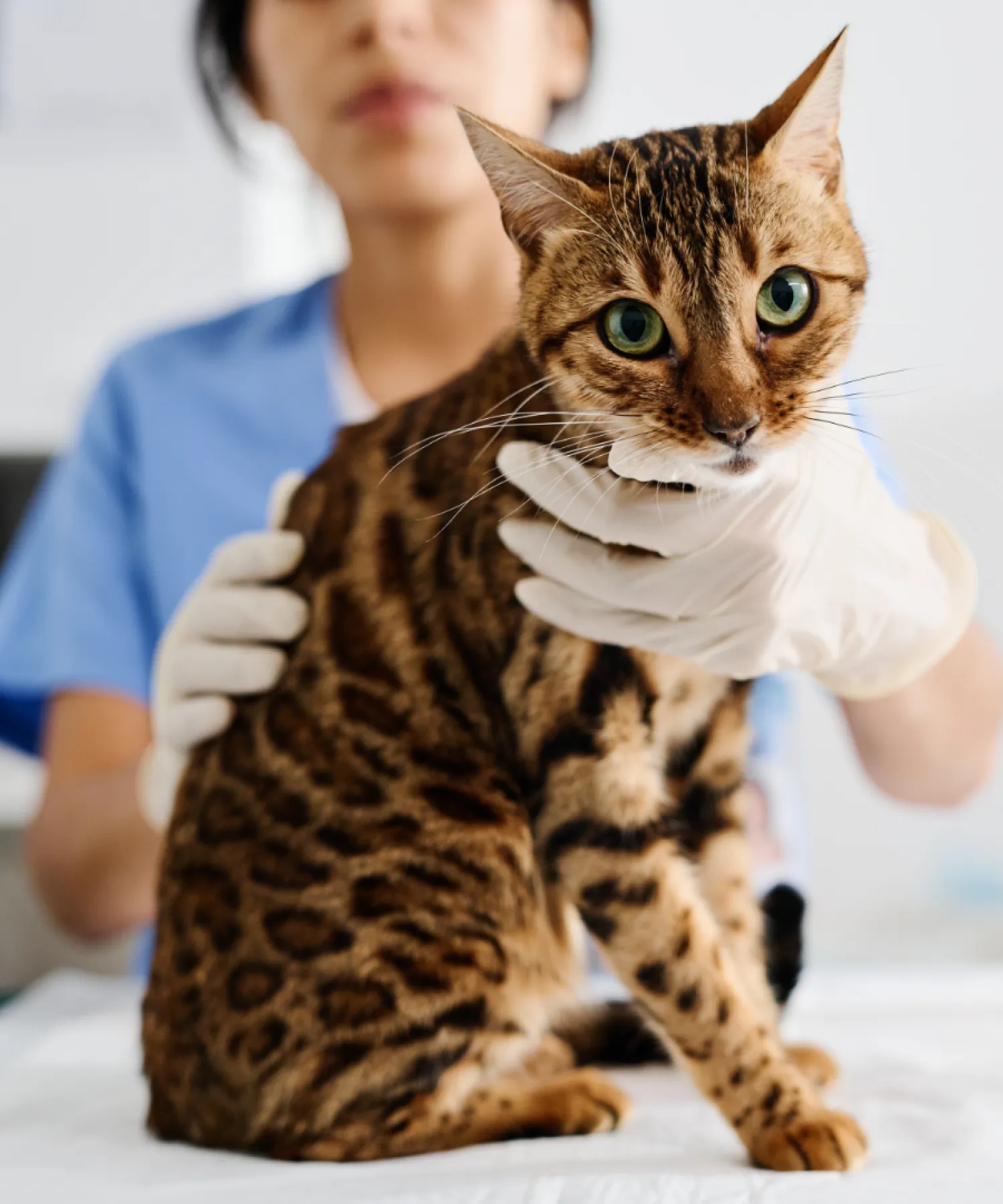 Bengal kitten for sale - vet