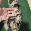Bengal kitten - male #1 Bengal kitten - male #1