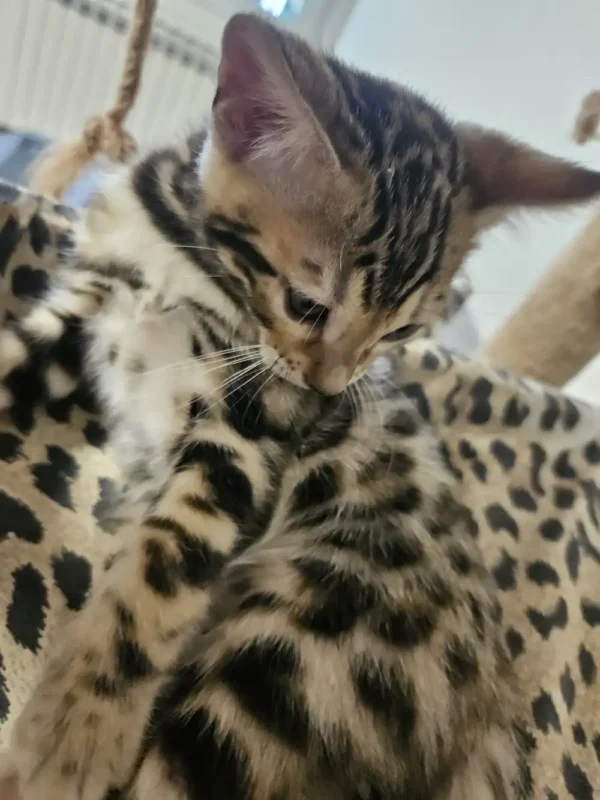 Bengalski mačić - mužjak #2