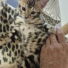 Bengal Kitten - male #2