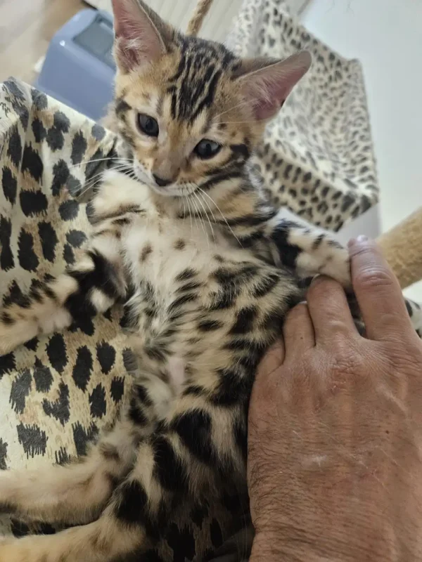 Bengal Kitten - male #2