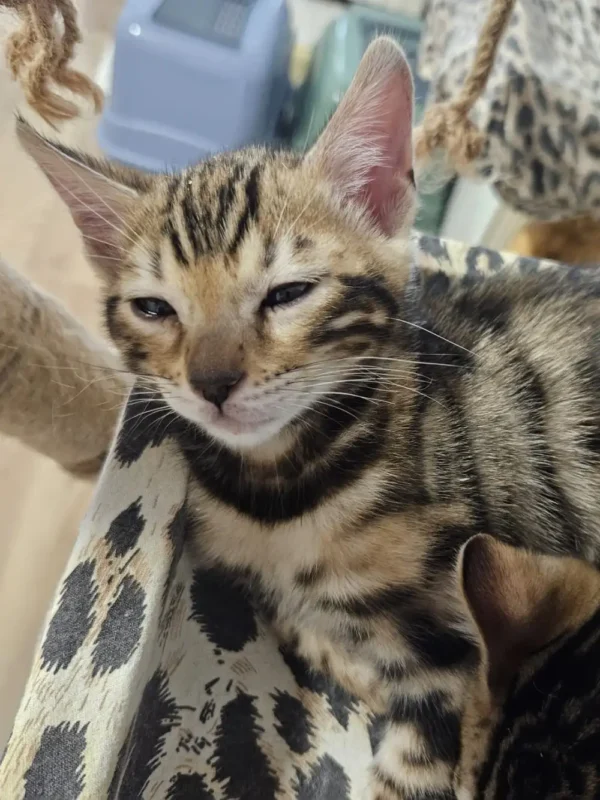 Bengalski mačić - mužjak #2