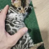 Bengal Kitten - male #3
