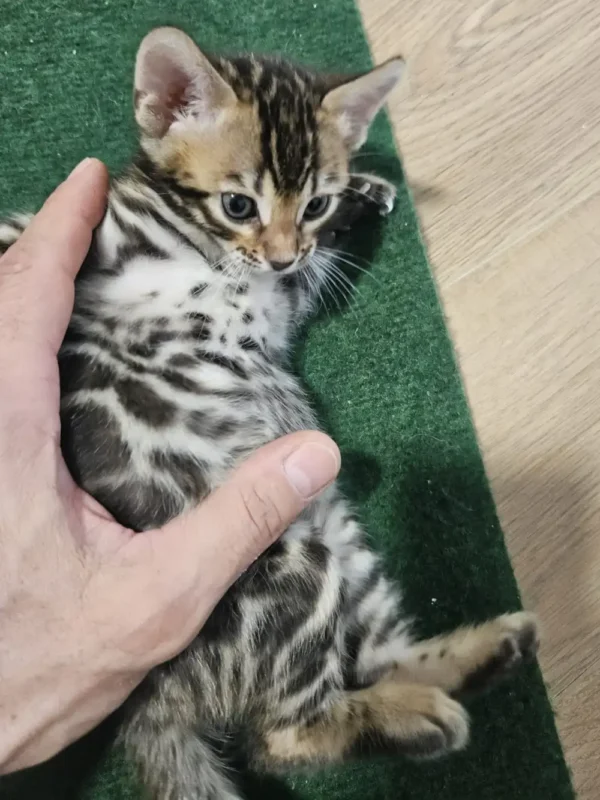 Bengal Kitten - male #3