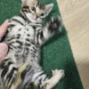 Bengalski mačić - mužjak #3