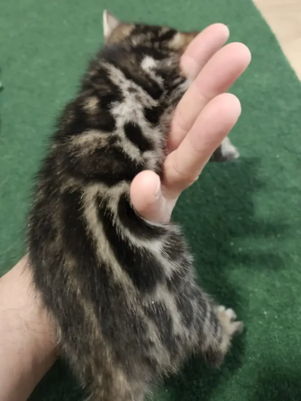 Bengalski mačić - mužjak #3