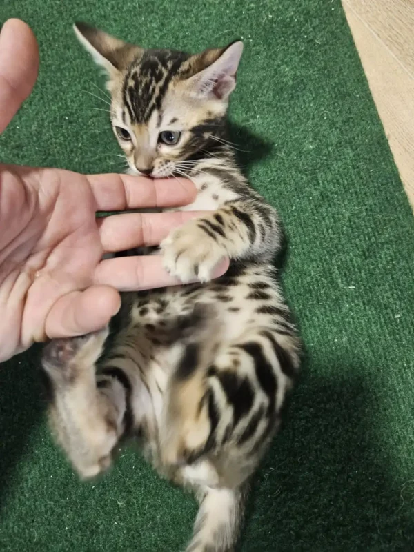 Bengal kitten - male #1 Bengal kitten - male #1