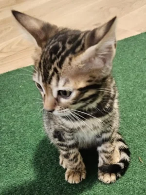 Bengalski mačić - ženka #1