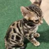 Bengalski mačić - ženka #2