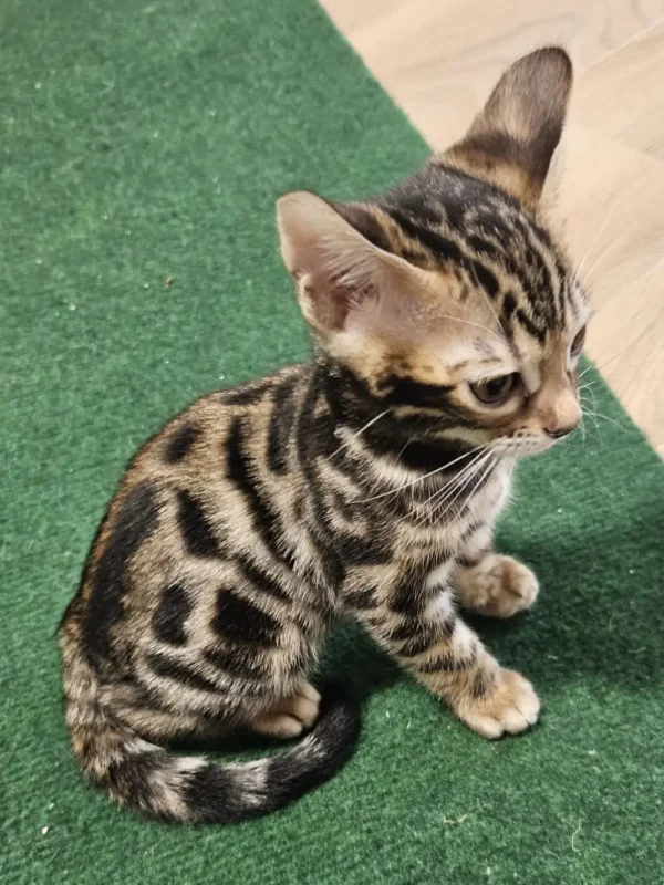Bengalski mačić - ženka #2