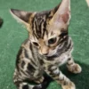 Bengalski mačić - ženka #2