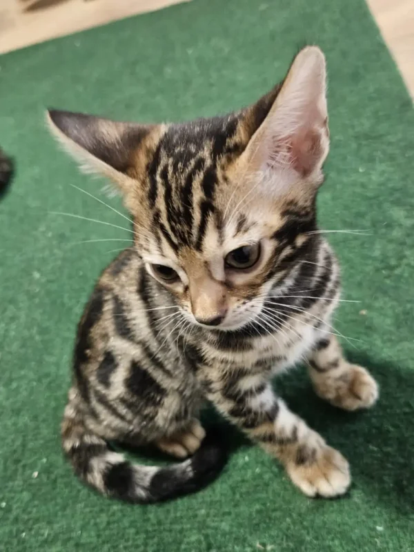 Bengalski mačić - ženka #2