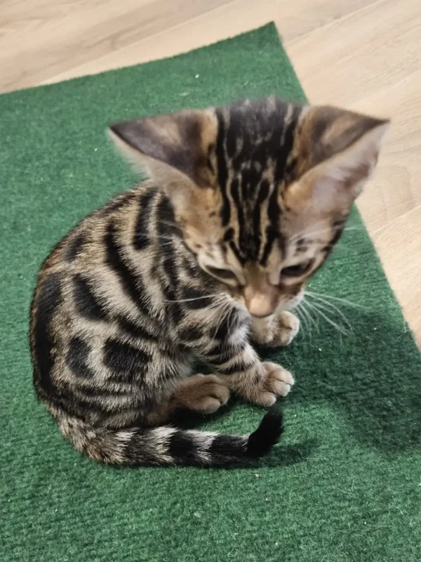Bengalski mačić - ženka #2