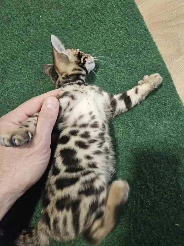 Bengalski mačić - ženka #2