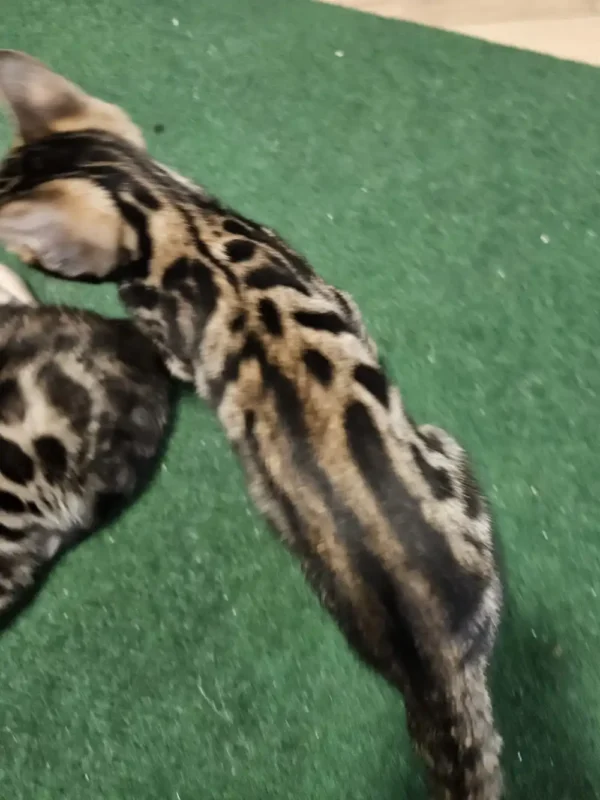 Bengalski mačić - ženka #2