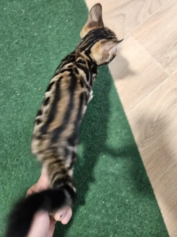 Bengalski mačić - ženka #2