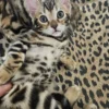 Bengal Kitten - female #3