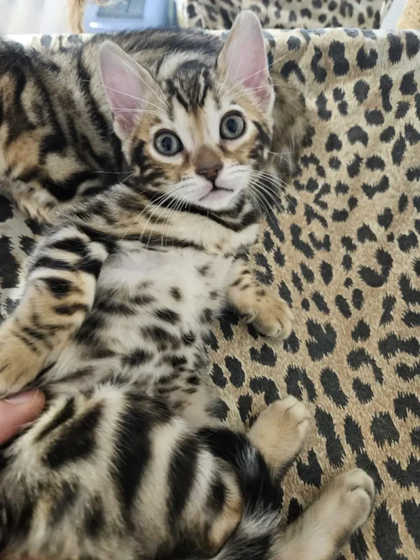 Bengal Kitten - female #3