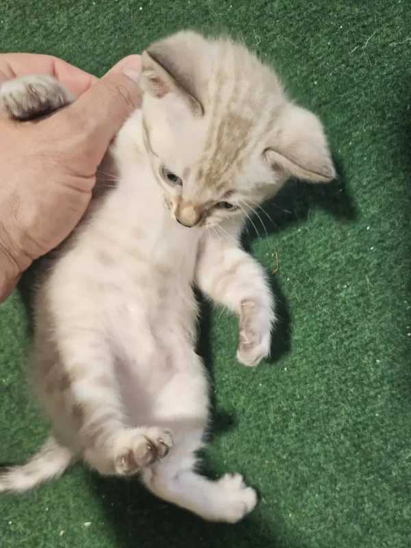 Bengalski mačić - ženka #5