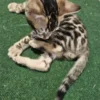 Bengal kitten - male #1 Bengal kitten - male #1