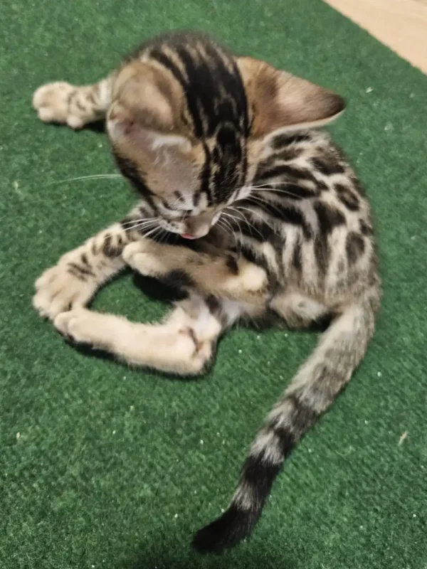 Bengal kitten - male #1 Bengal kitten - male #1