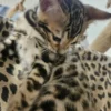 Bengal Kitten - male #2