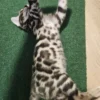 Bengal kitten - male #1 Bengal kitten - male #1