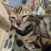 Bengal Kitten - male #2