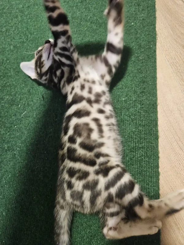 Bengal kitten - male #1 Bengal kitten - male #1