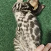 Bengal Kitten - male #3 Bengal Kitten - male #3