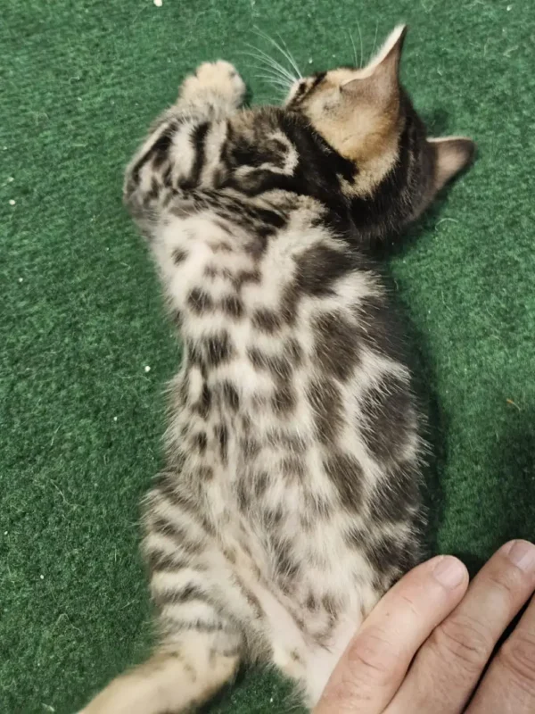 Bengal Kitten - male #3 Bengal Kitten - male #3