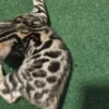 Bengal kitten - male #1 Bengal kitten - male #1