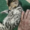 Bengal Kitten - male #3 Bengal Kitten - male #3