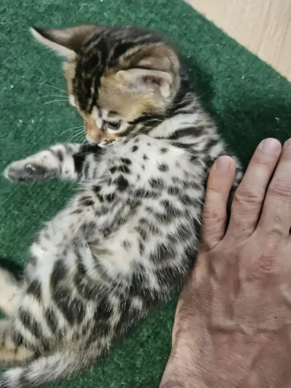 Bengal Kitten - male #3 Bengal Kitten - male #3