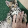 Bengal Kitten - male #3 Bengal Kitten - male #3