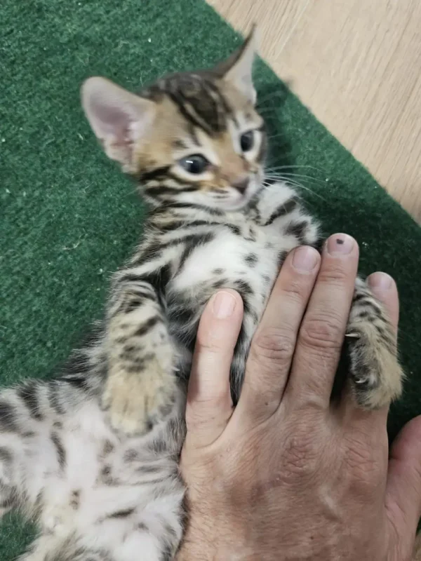 Bengal Kitten - male #3 Bengal Kitten - male #3