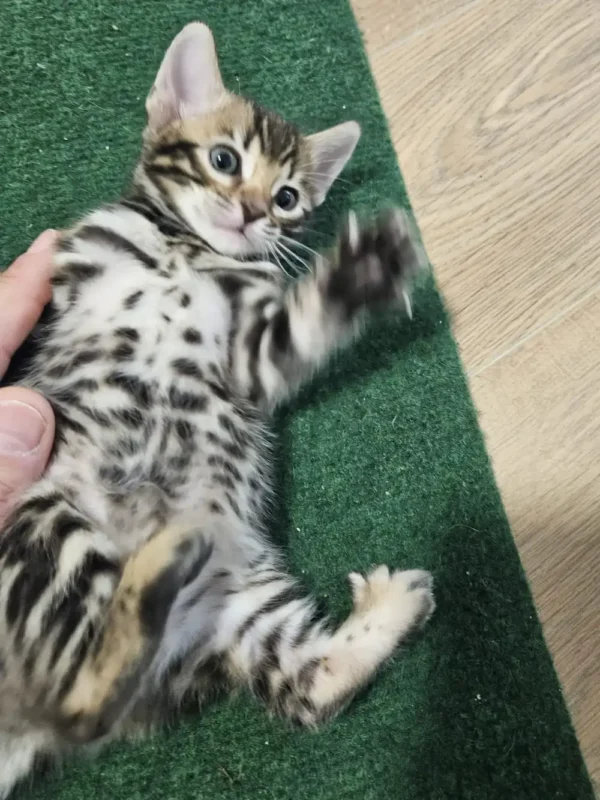 Bengal Kitten - male #3 Bengal Kitten - male #3