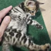 Bengal Kitten - male #3 Bengal Kitten - male #3