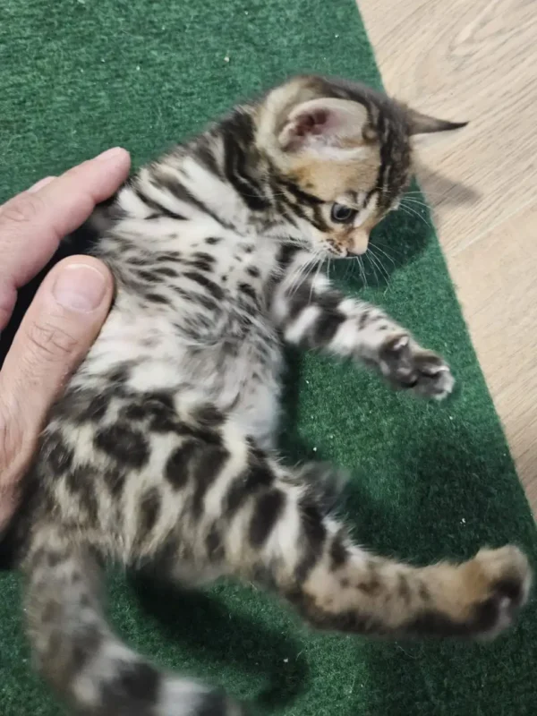 Bengal Kitten - male #3 Bengal Kitten - male #3