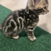 Bengal Kitten - male #3 Bengal Kitten - male #3
