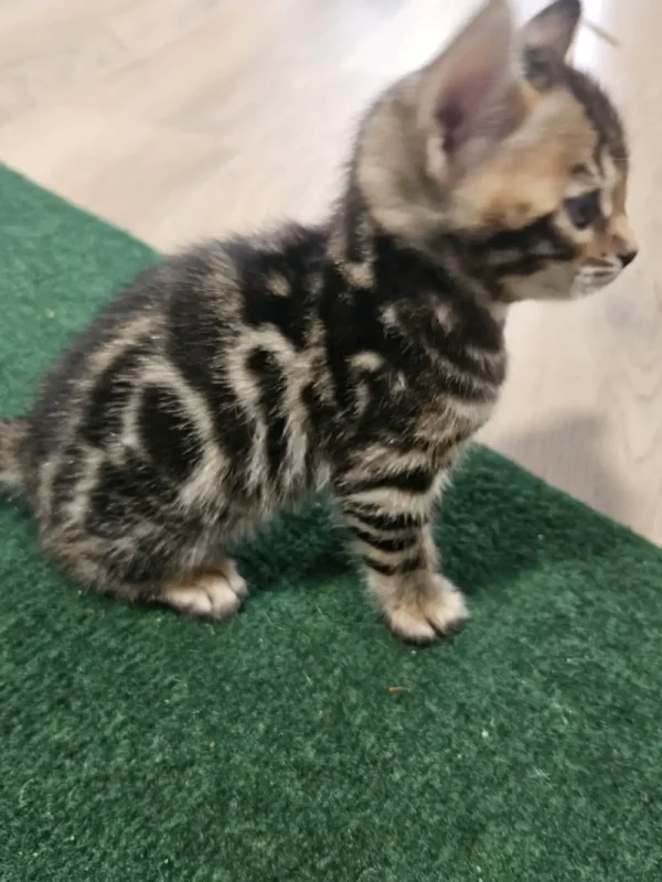 Bengal Kitten - male #3 Bengal Kitten - male #3