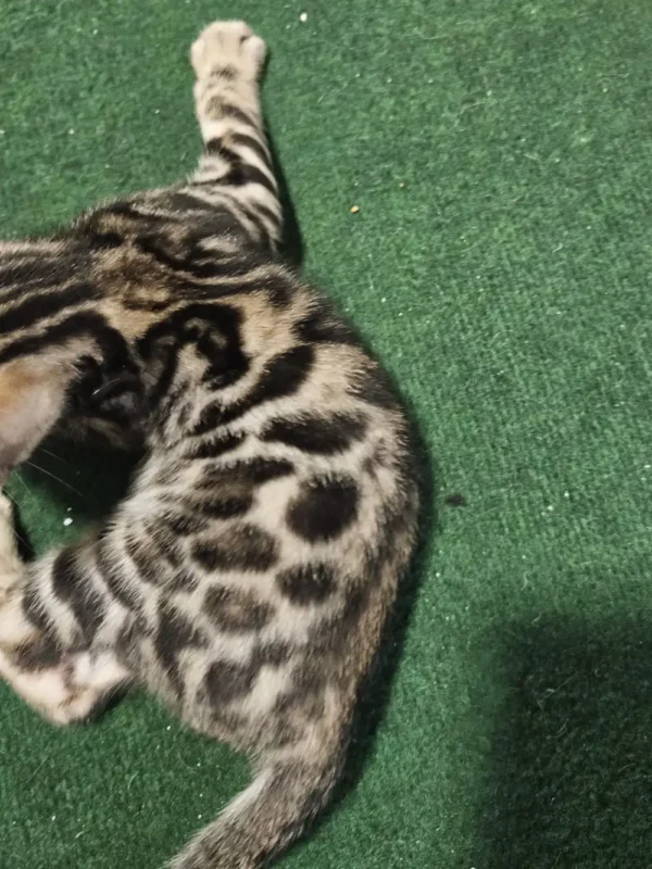 Bengal kitten - male #1 Bengal kitten - male #1
