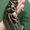 Bengal Kitten - male #3 Bengal Kitten - male #3