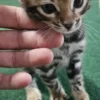 Bengal Kitten - male #3 Bengal Kitten - male #3