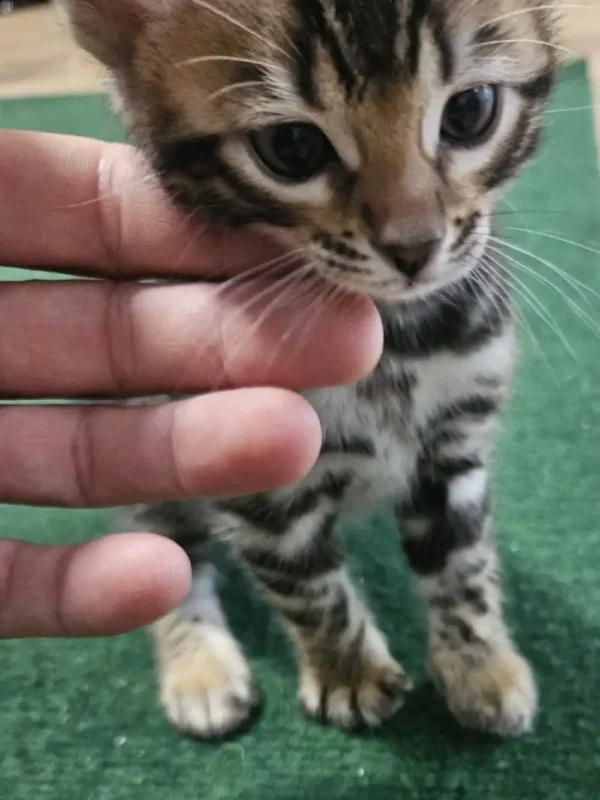Bengal Kitten - male #3 Bengal Kitten - male #3