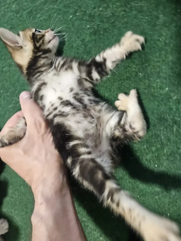 Bengal kitten - female #6