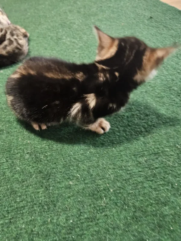 Bengal kitten - female #6