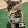 Bengal kitten - female #1