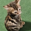 Bengal kitten - female #1